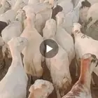 ضان رفيدي