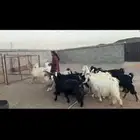 عوارض 15بافحل
