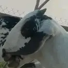 اعرض على انظاركم مشروع بيشي