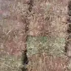 ذره جيزانيه