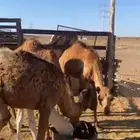 للبيع 3لكار وقعود