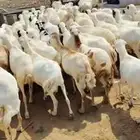 ضأن رفيديات طيبه قريب مرحه وحد