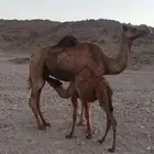 الخلفة للبيع