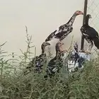 سنود بيور توب توب توب