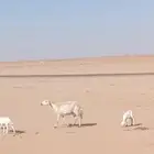 غنم حريات مواليد معهن خرفان