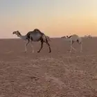 ناقه عشرا كفو شرط من جميع العذارب