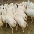 يوجد لدينا ضأن رفديات دفيع وليد الموقع جيزان