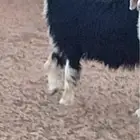 جذعات نجد مقاااني