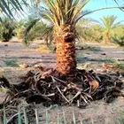 نقوم بتكريب النخيل وتنضيف وجراد وقلع وغرس وتحويض