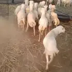 ذبايح خرفان طيبه جدعان للبيع