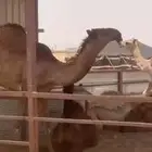 قعود مفرود كفو على بعير الموسي الخرج
