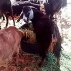 للبيع تيوس طييات الموقع ضوحي تيماء