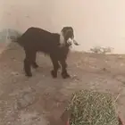 حي ابو شجره