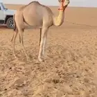 هجن مفروده بنت السعر