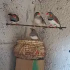 Zebra finches