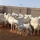 للبيع حريات حرش طيبه دفيع ومتابيع
