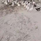 بط بكين خميس مشيط بيشة