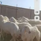 للبيع حريات طيبه دفيع وحصيب كلها اشباب مخ