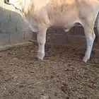 عجله للبيع