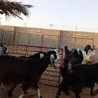 للبيع معزا عوارض ومشاريك خصم دفيع
