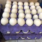 بيض بح تجميع 4 او 5 ايام