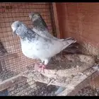 جوز بكستاني سالكوتي