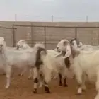 للبيع معزا مشاريك جروم دفيع ومتابيع