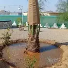 نخيل للبيع وتنسيق الحدائق وتركيب شبوك