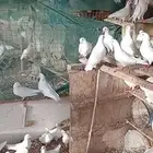 حمام فرنسي