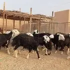 للبيع نجد وحجريات طيبه بلحيل دفيع ومتابيع