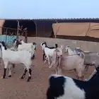 للبيع جفارمشاريك خصم منوت القناي