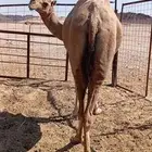 ناقه حمرا طيبه