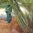 نخل للبيع خلاص مثمره وسكري وبرحي وواشنطن ونوايع أخرى