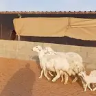 للبيع حريات حرش طيبه متابيع