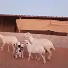 للبيع 2عيسيات طيبه 2تحتها 3 وحده معها توم