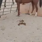 فراس لقحه طوع