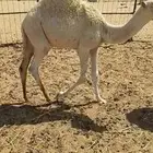 قعدان للبيع عدد 2 بريات عل حليب