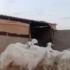 للبيع حريات صنف فاخره متابيع ودفيع