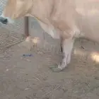 بقره دنمركيه للبيع