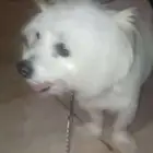 ذكر مالتيز