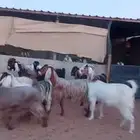 للبيع معزا مصريات دفيع شرط فحص سونار
