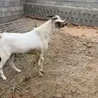 فحل ماعز