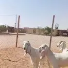 للبيع جفار خصم مشاريك العدد 3روس