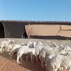 للبيع حريات صنف فاخر دفيع ومتابيع