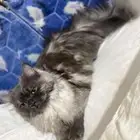 قطه للبيع في الباحة