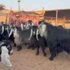 للبيع مراح معزا عوارض خصم الخصم منوت القناي