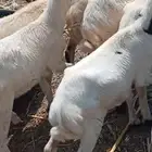 العنون ابوعريش المرخيه جازن