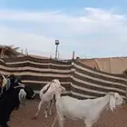 للبيع معزا مشاريك خصم دفيع وحصيب بتولد