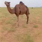ناقه جنبه ف 7شهور