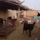 للبيع معزا مشاريك خصم العدد 12 تحتها 20